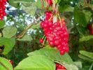 Schisandra Extract 